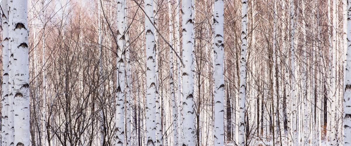 Birch forest
