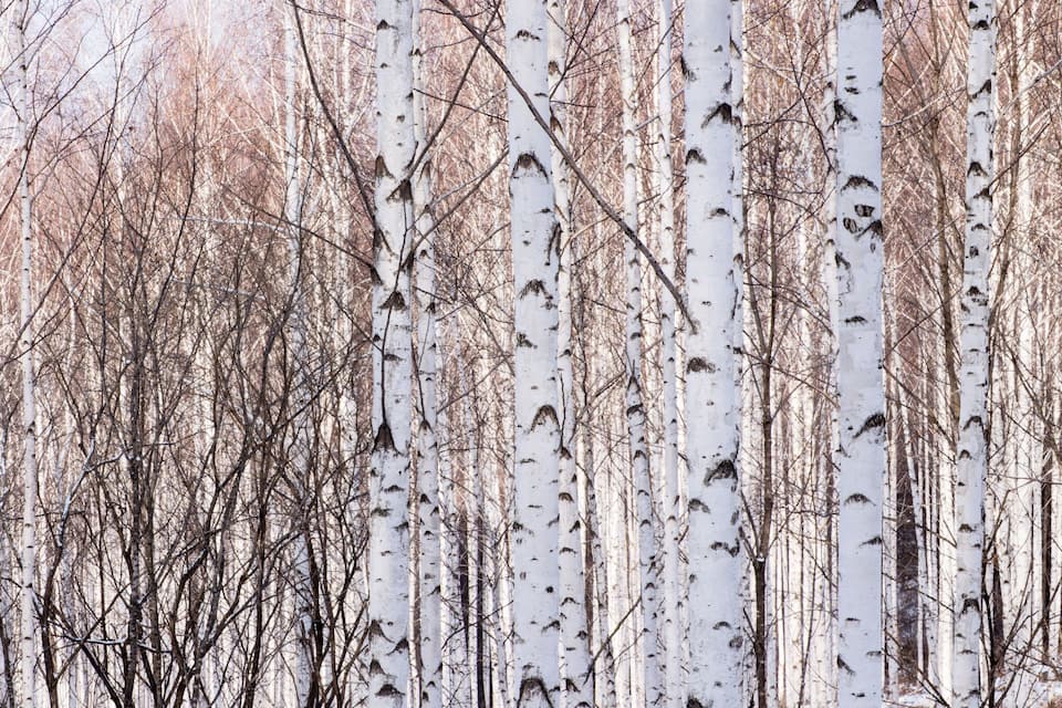 A dense forest of birch trees with snow on the ground.