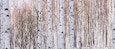 Birch forest