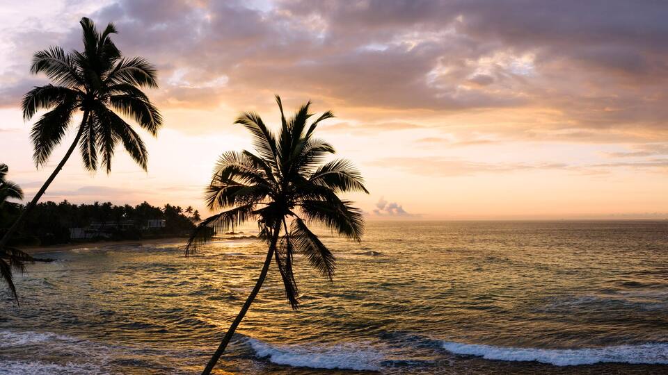 A beach with palm trees and ocean waves at sunset.