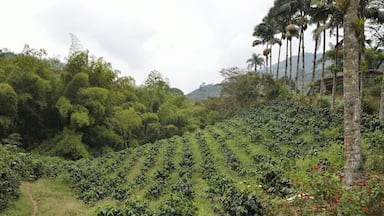 The Hacienda Guayabal sits in the Eje Cafetero, Colombia's coffee country. A coffee tour is offered in English, French, or Spanish. The owners were some of the friendliest, most welcoming people we met during our trip!
