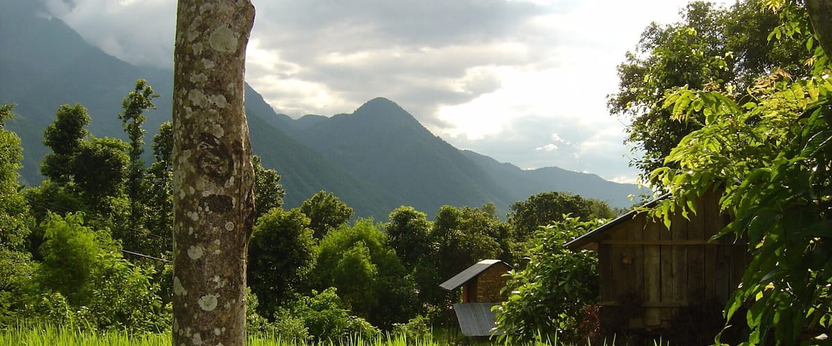 A lush green rice field with a stone wall in the foreground, a wooden house, and mountains in the background.