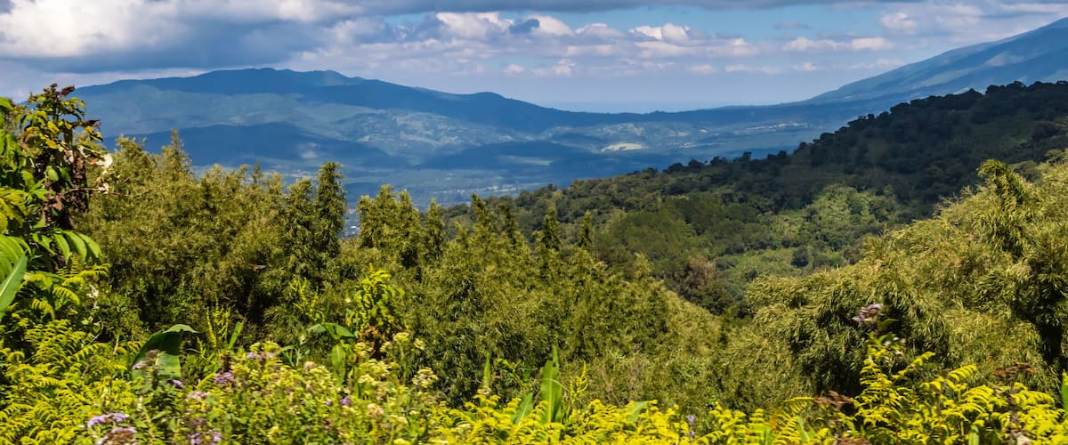 View of the forest and the mountains of Aberdare