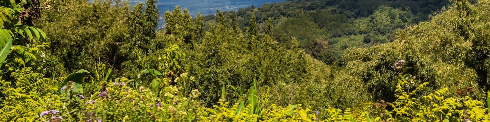 View of the forest and the mountains of Aberdare