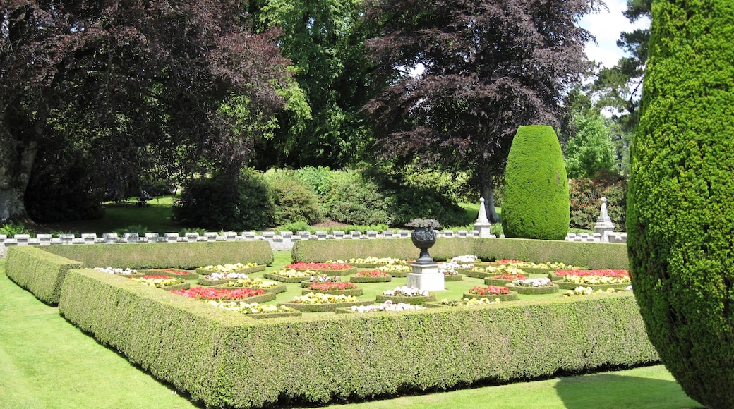 Parterre Garden with Taxus baccata Topiary at Lanhydrock - Cornwall - England.