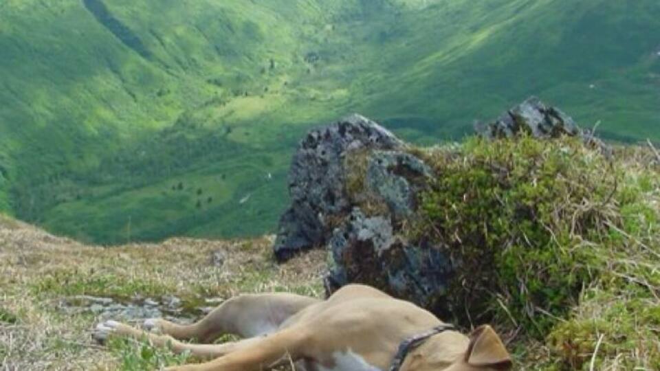 A dog lying on a grassy hill with a mountainous landscape in the background.