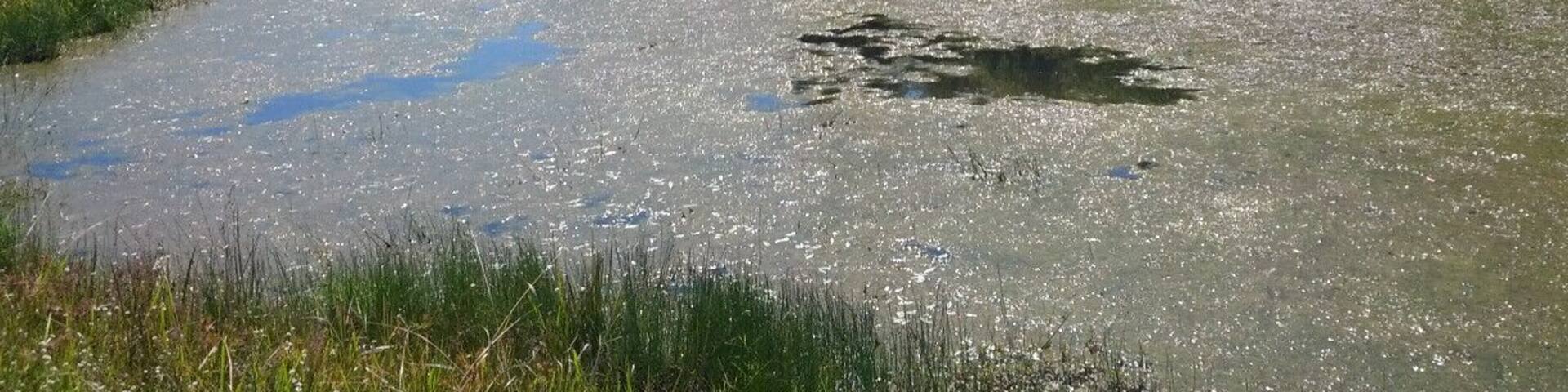 A sunny shot of one of the fingers of Lake Snowden.