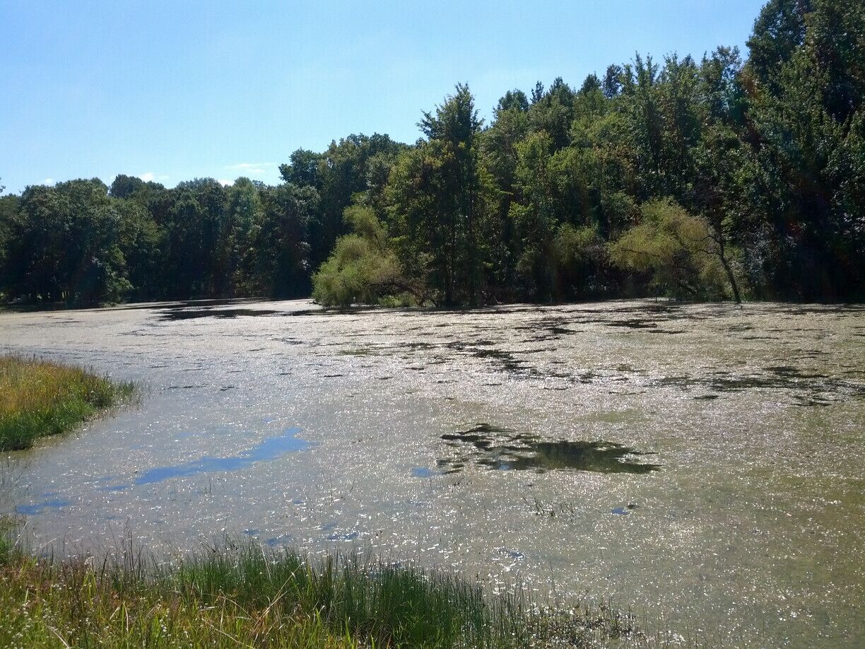 A flooded area with sparse vegetation and trees in the background.