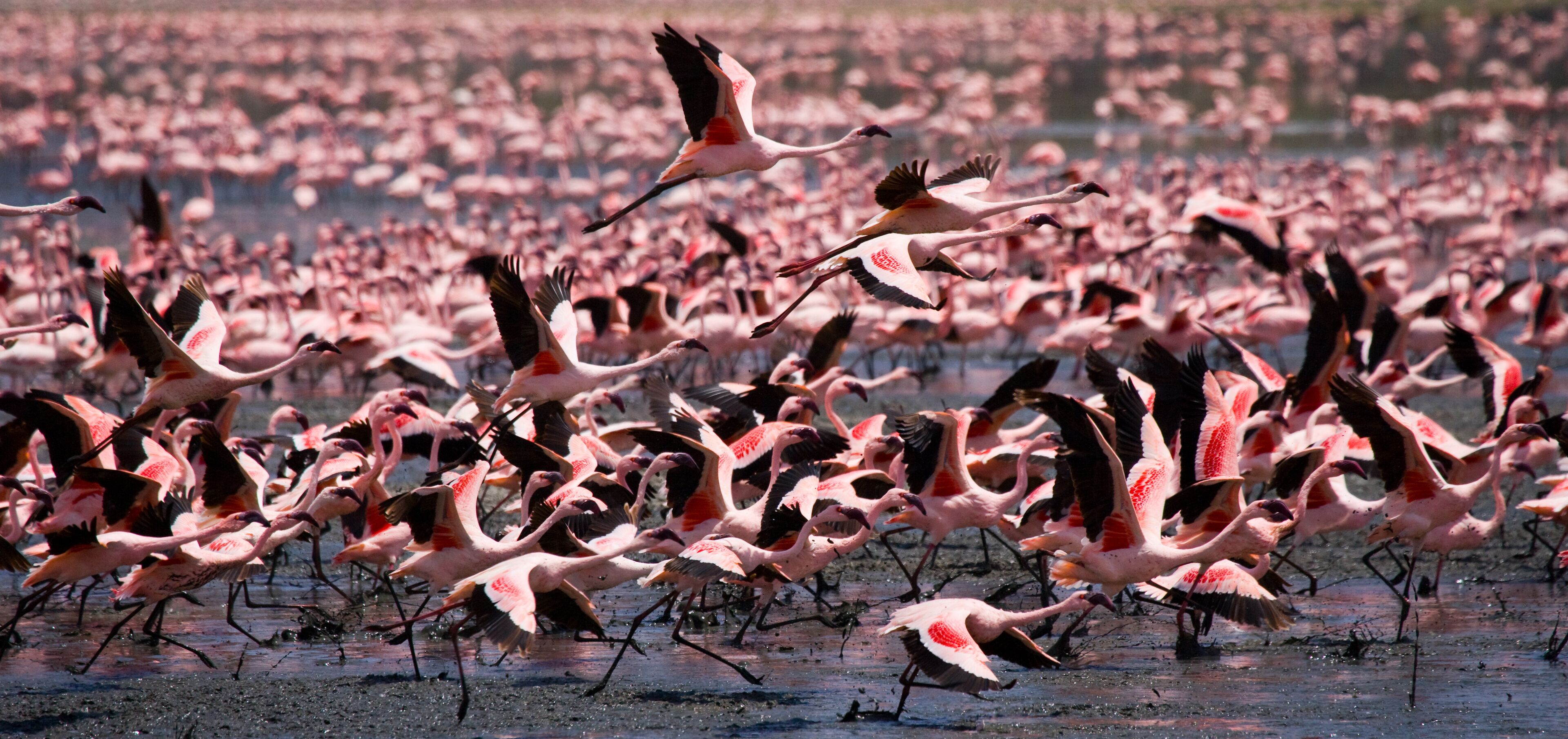 ألداما رافين