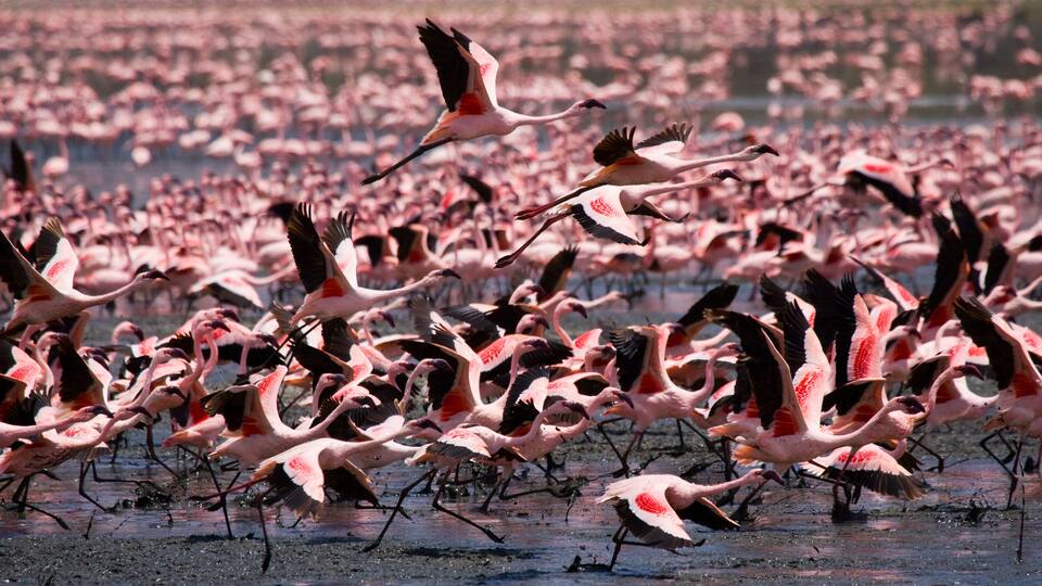 Big group flamingos on the lake. Kenya. Africa. Nakuru National Park. Lake Bogoria National Reserve. An excellent illustration.