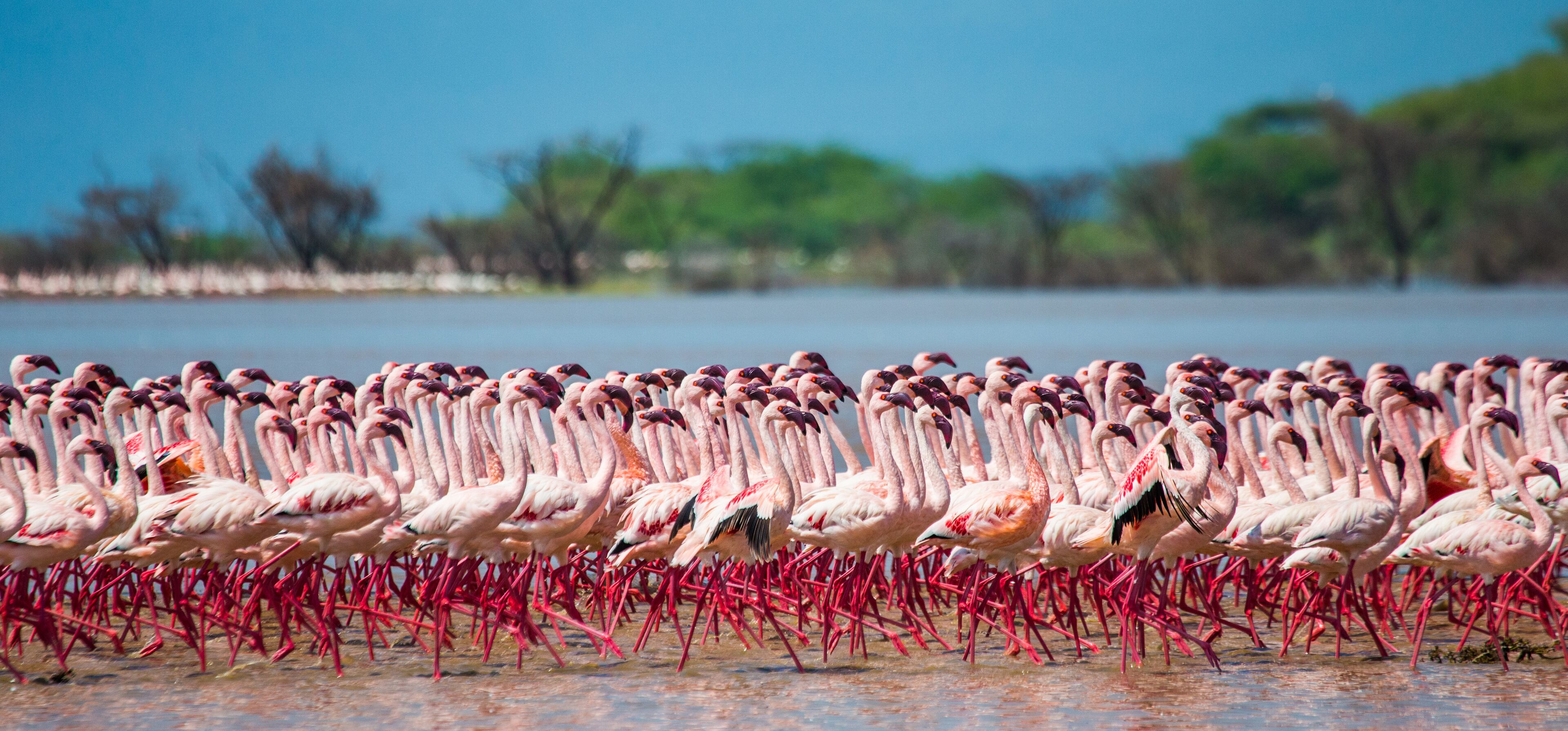 ألداما رافين