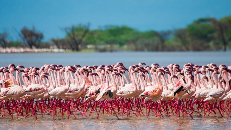 Hundreds of thousands of flamingos on the lake. Kenya. Africa. Nakuru National Park. Lake Bogoria National Reserve. An excellent illustration.