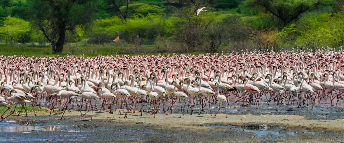 Dance flamingos at Lake Bogoria, Kenya