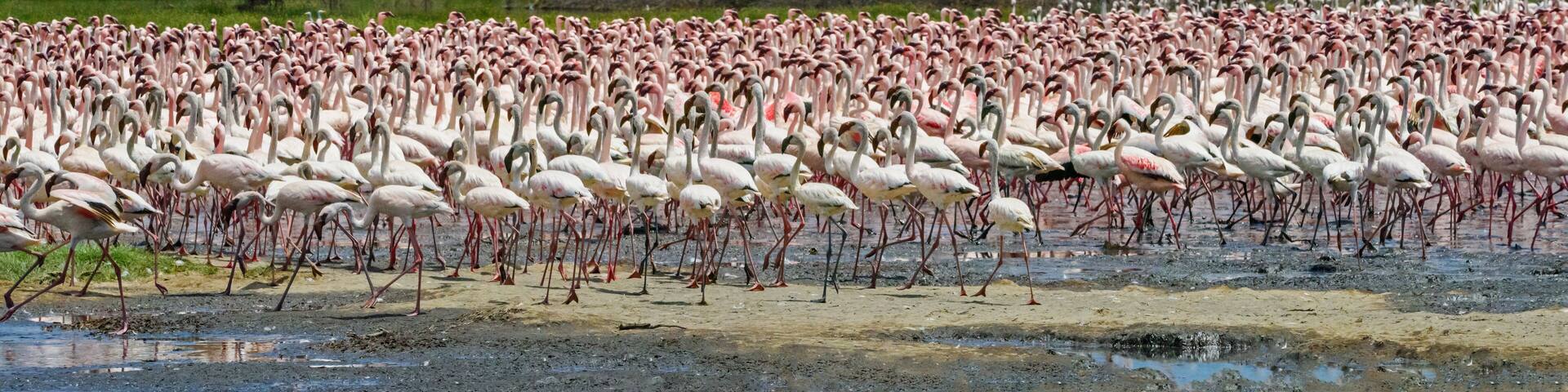 Dance flamingos at Lake Bogoria, Kenya