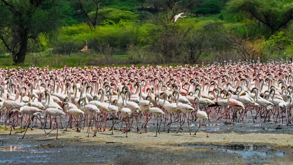 Dance flamingos at Lake Bogoria, Kenya