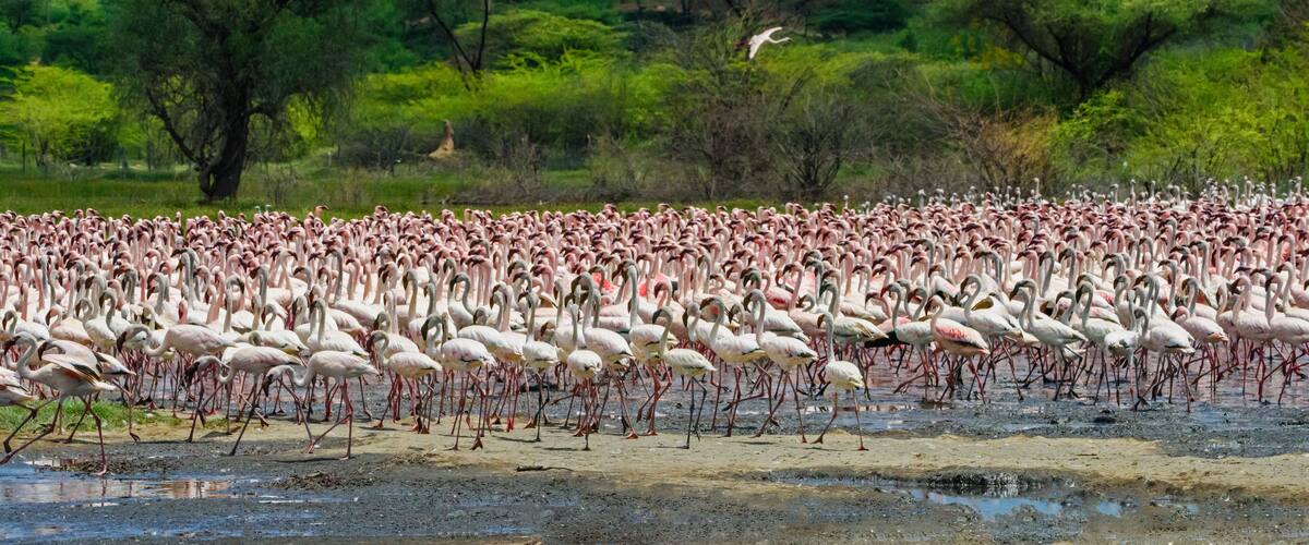A large flock of flamingos standing in shallow water.