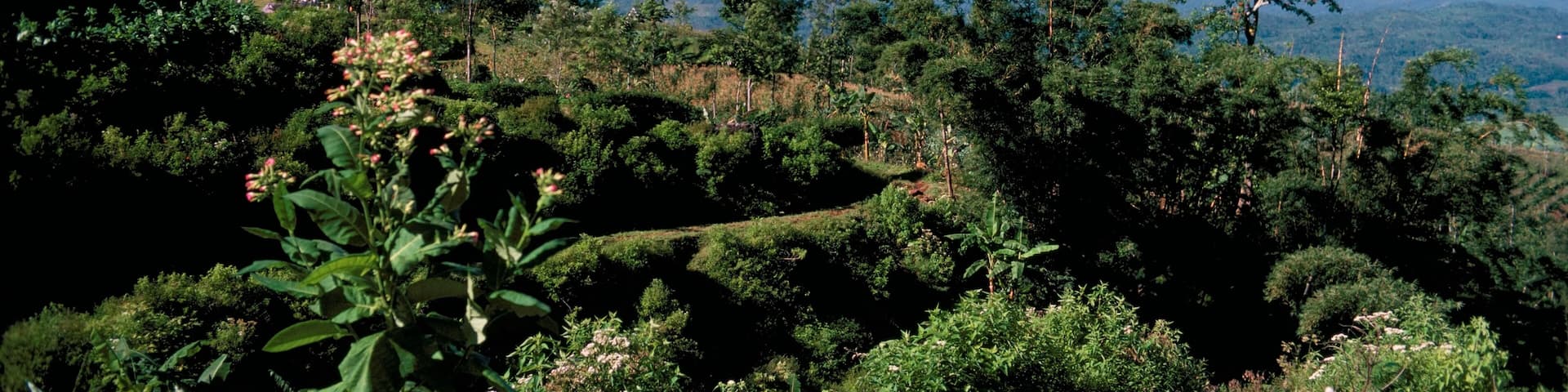 Site of Gedong Songo, island of Java, Indonesia