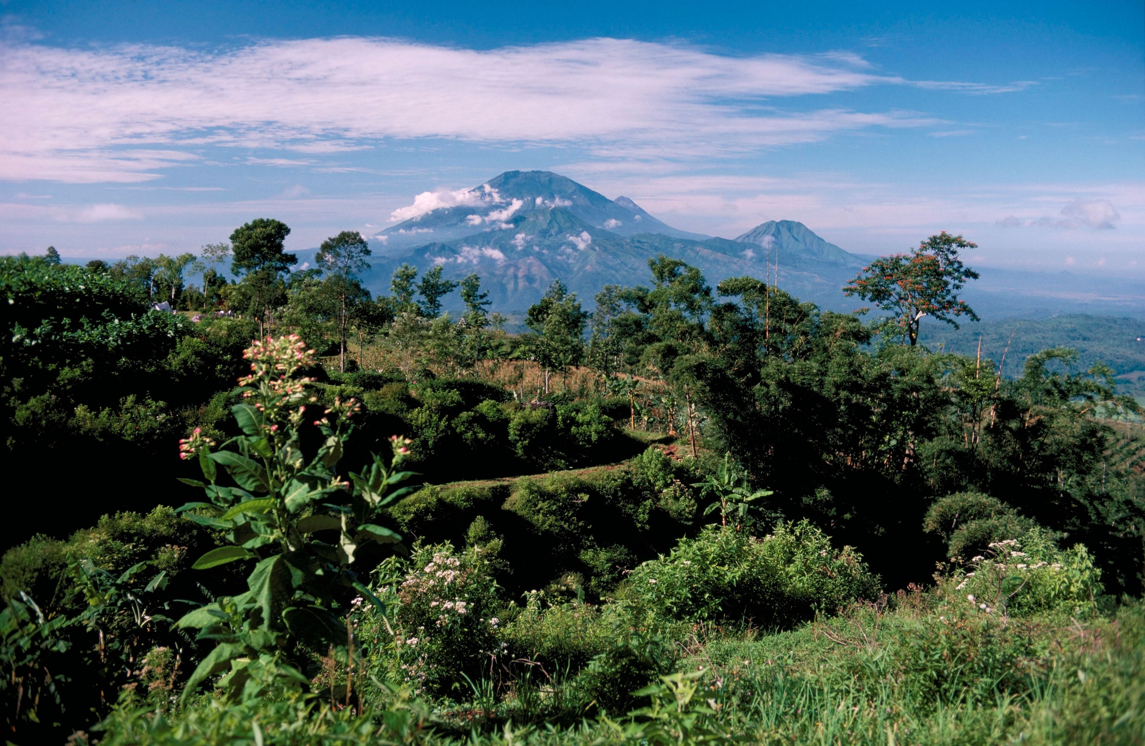 A lush green landscape with a prominent mountain in the background.