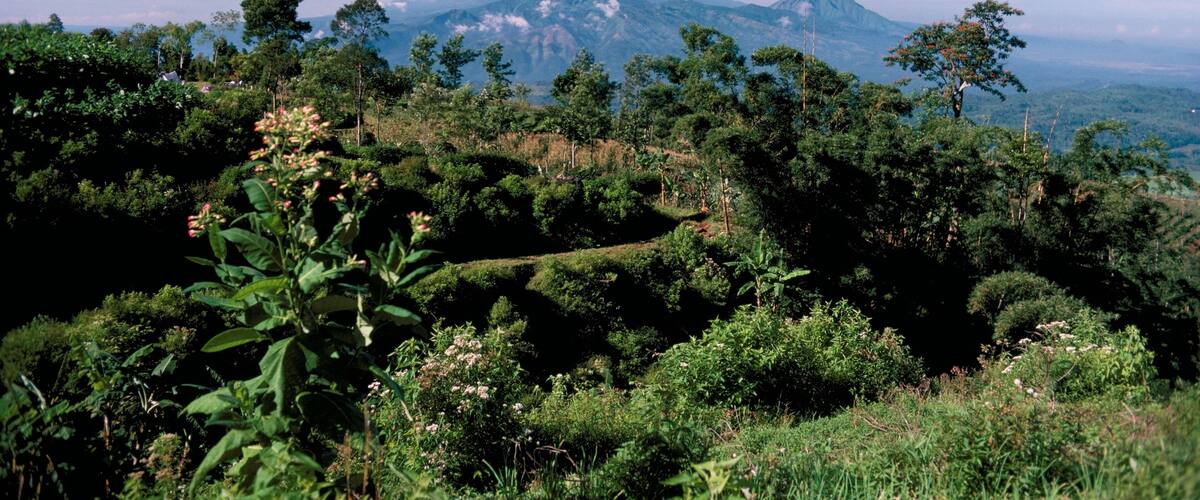 A lush green landscape with a prominent mountain in the background.