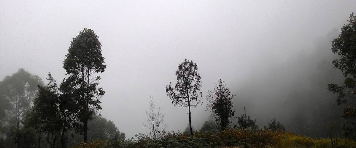 A foggy forest with tall trees and dense underbrush.