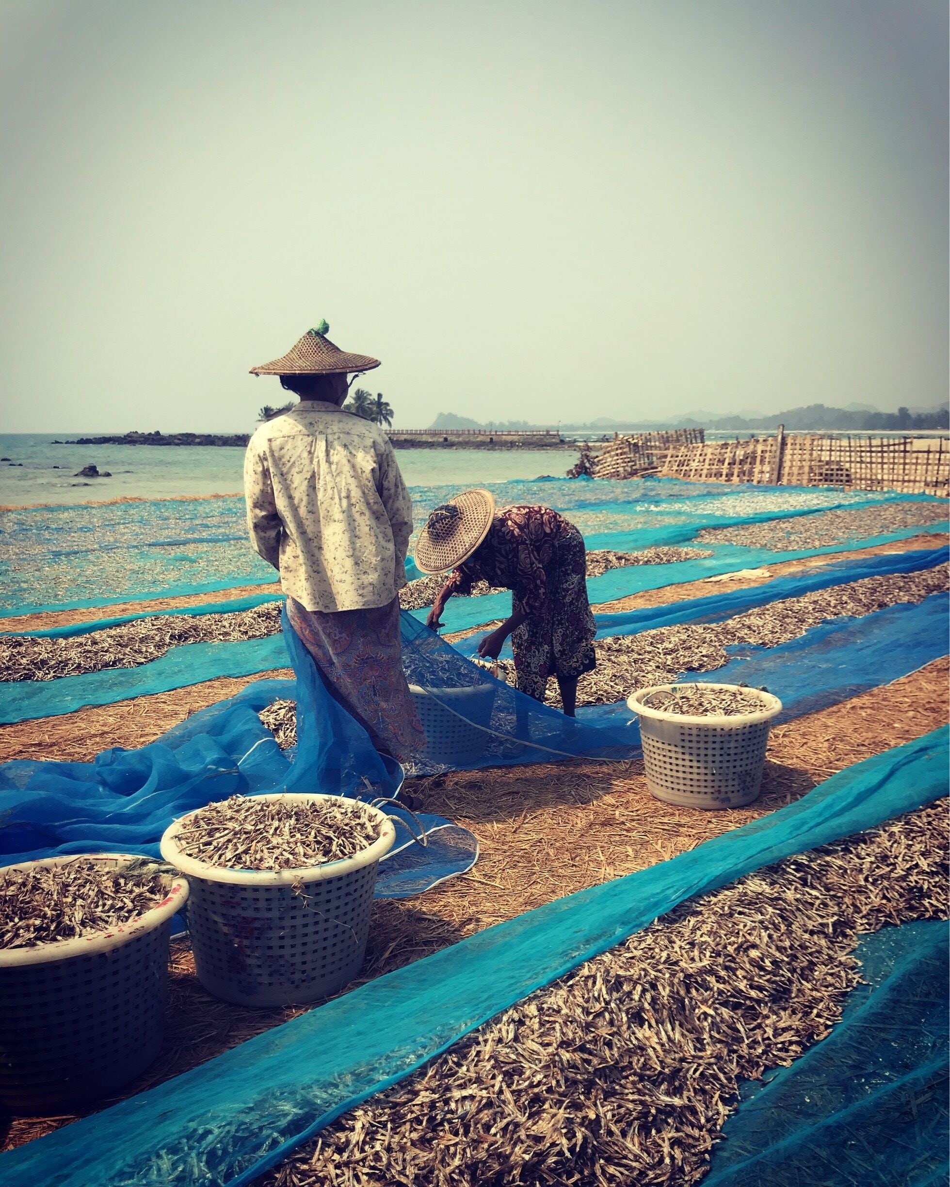 Women drying fishes 