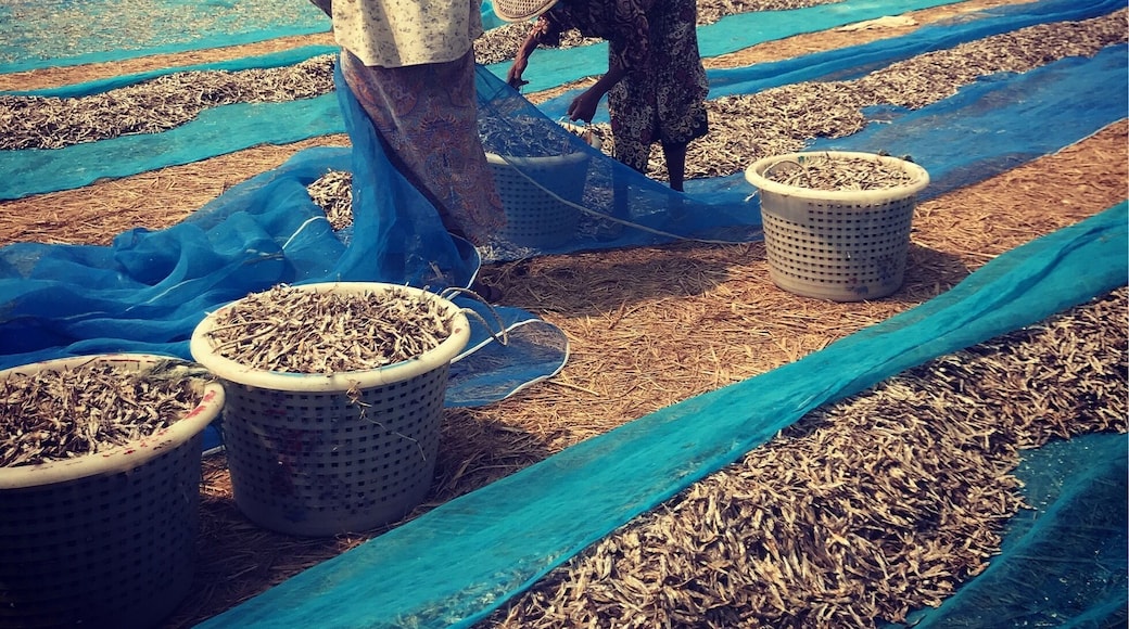 Women drying fishes