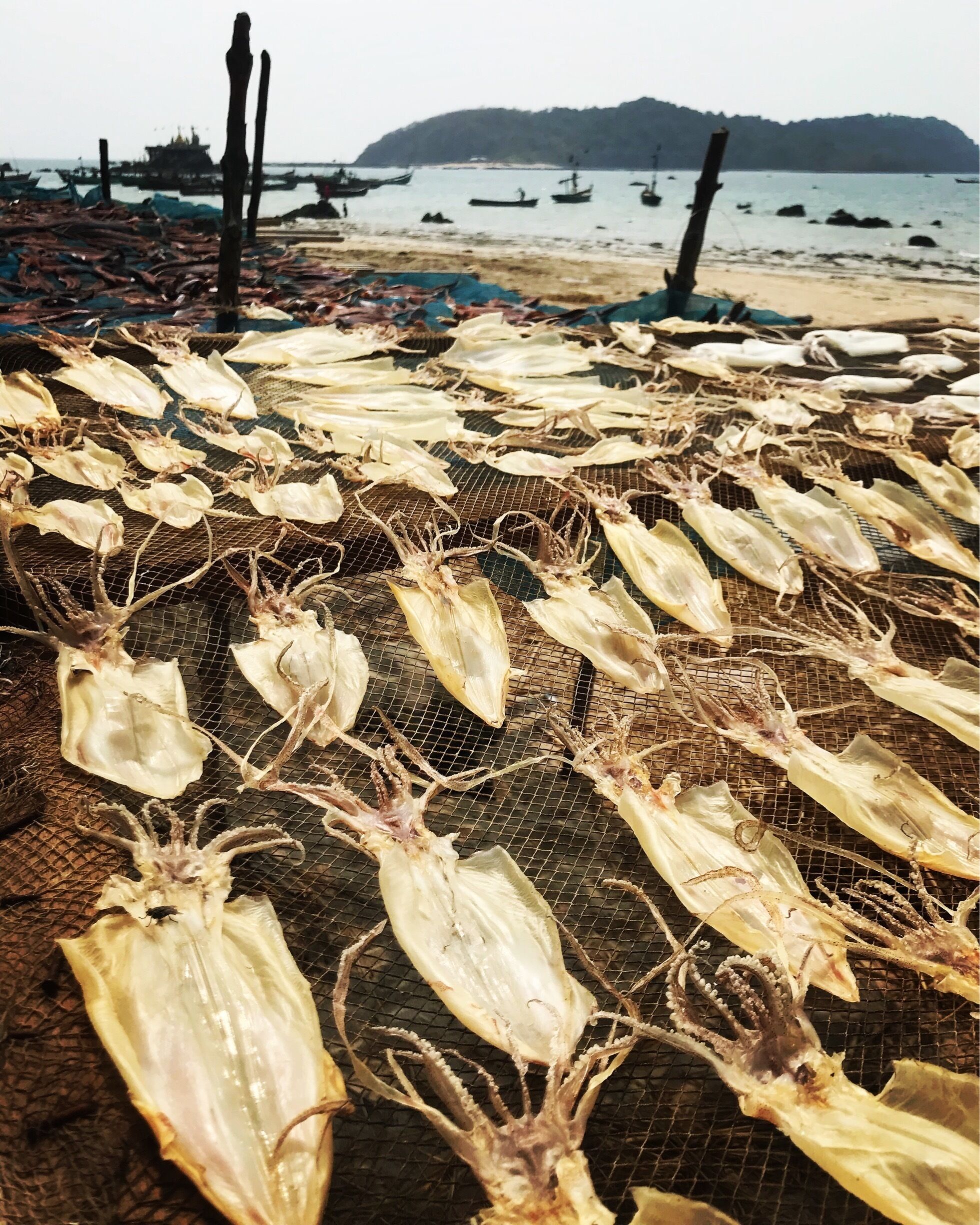 Calamari drying by the beach.