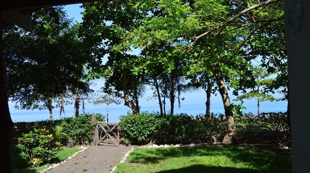 The view from our yard. Playa agujas and the ocean!We rented a cottage right on the beach. So secluded and quiet! It's in air bnb if your curious.