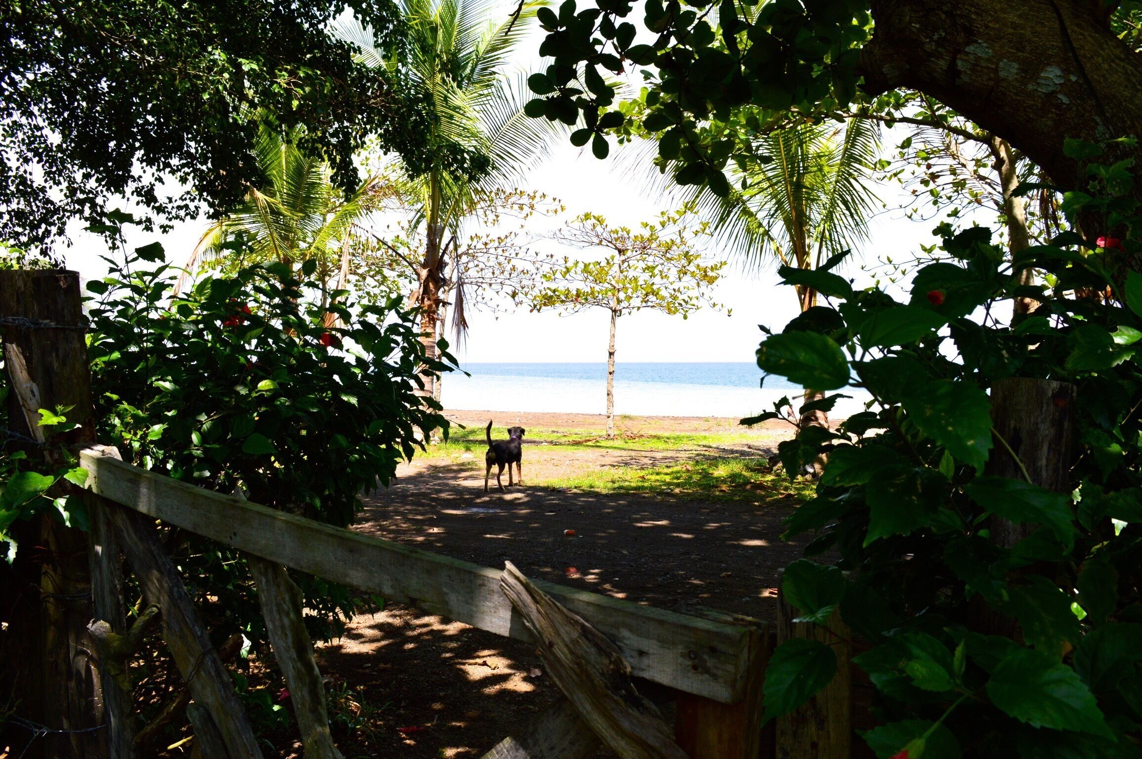 One of the resident dogs at the beach. So nice 