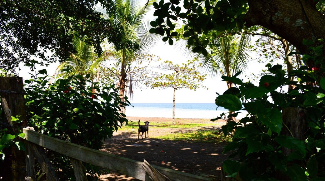 One of the resident dogs at the beach. So nice