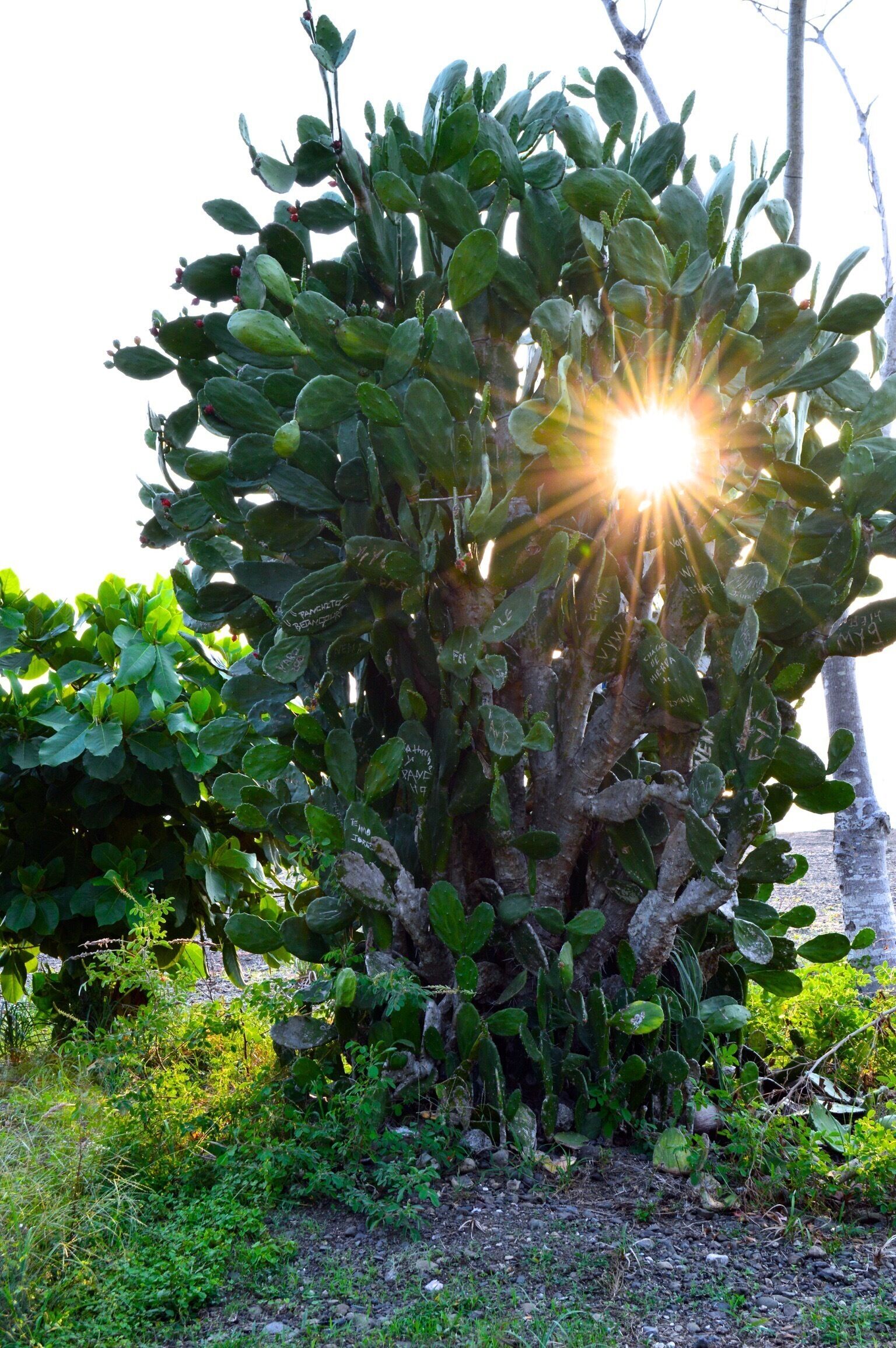 Spotted this cactus on the beach. People have carved their names on the leaves just like you would on a tree trunk. 