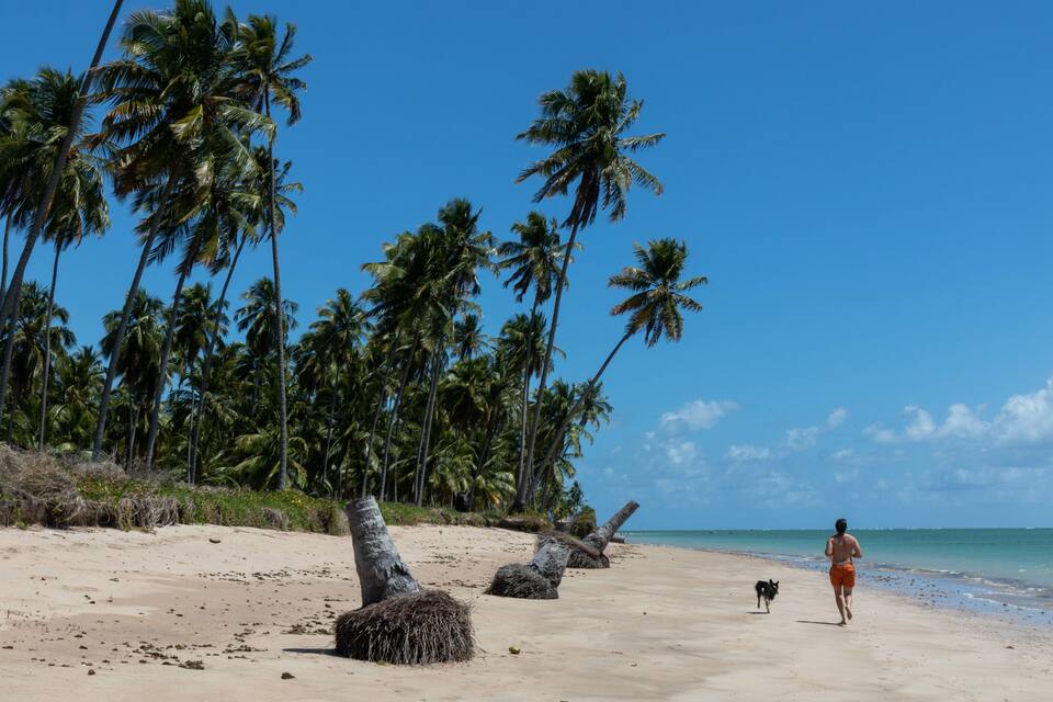 A beach with palm trees, a person running, and a dog.