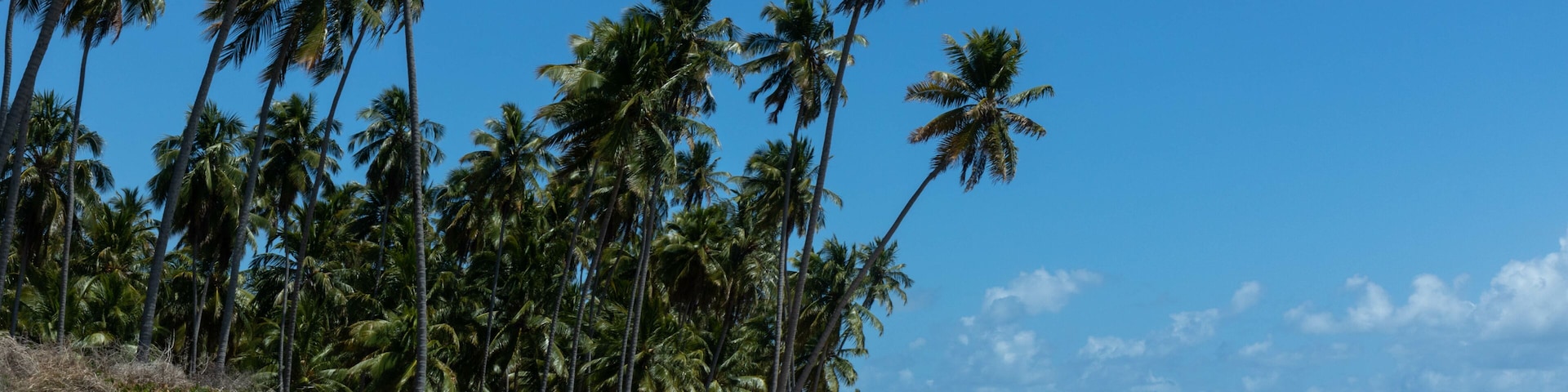 A beach with palm trees, a person running, and a dog.