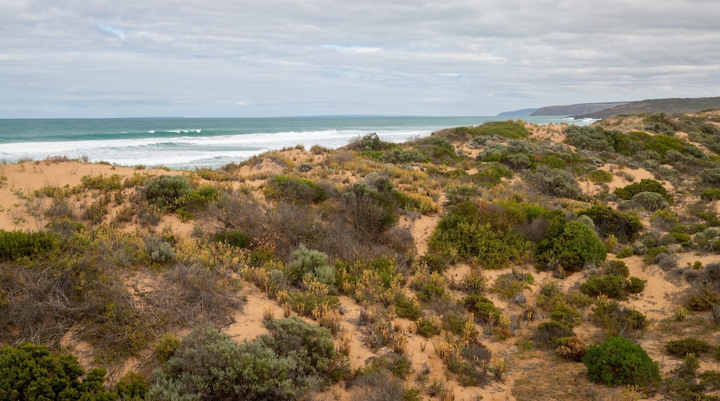 Waitpinga Beach showing general coastal views and a beach
