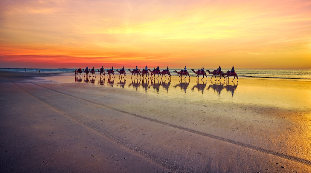 Camels at sunset on Cable Beach, Broome, Western Australia