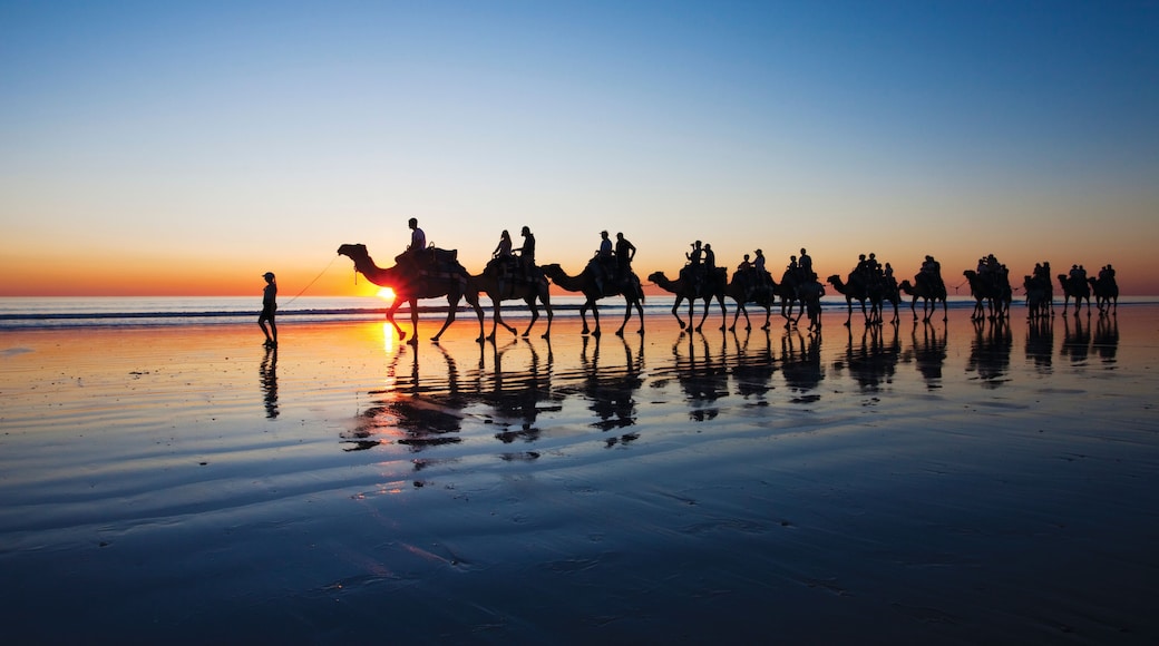 Camels walking along Cable Beach, Broome, Western Australia