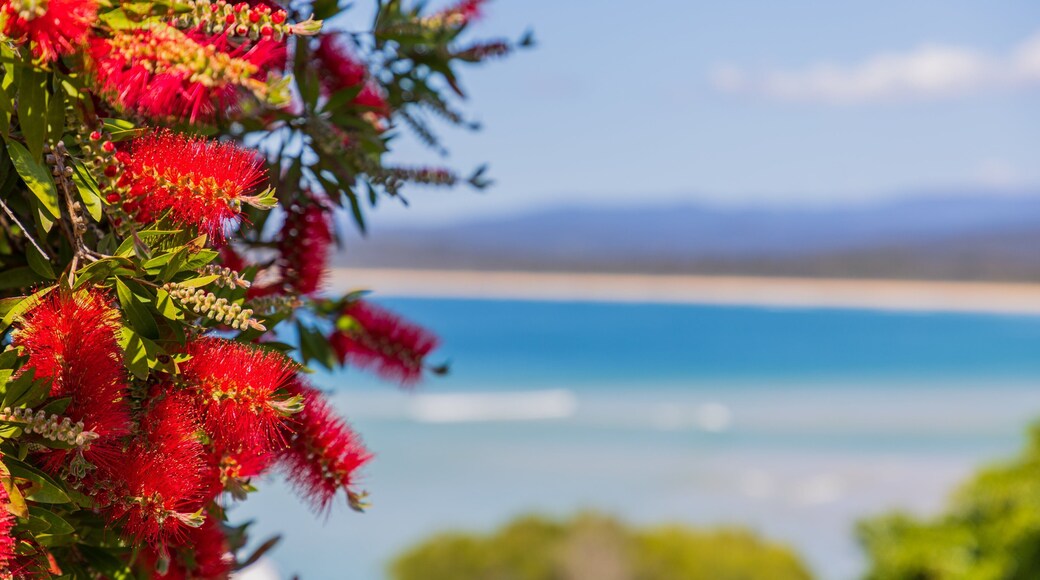 Bar Beach showing wildflowers