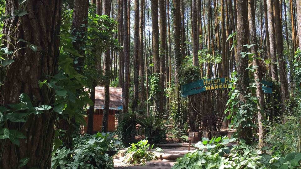 A forested area with a stone pathway leading to a structure labeled 'Hutan P.'