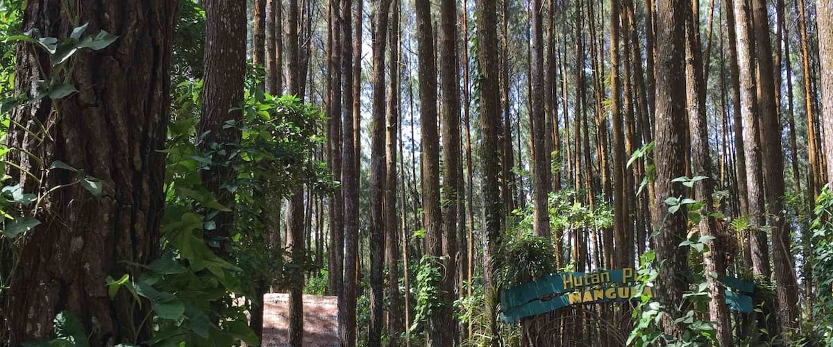 A forested area with a stone pathway leading to a structure labeled 'Hutan P.'