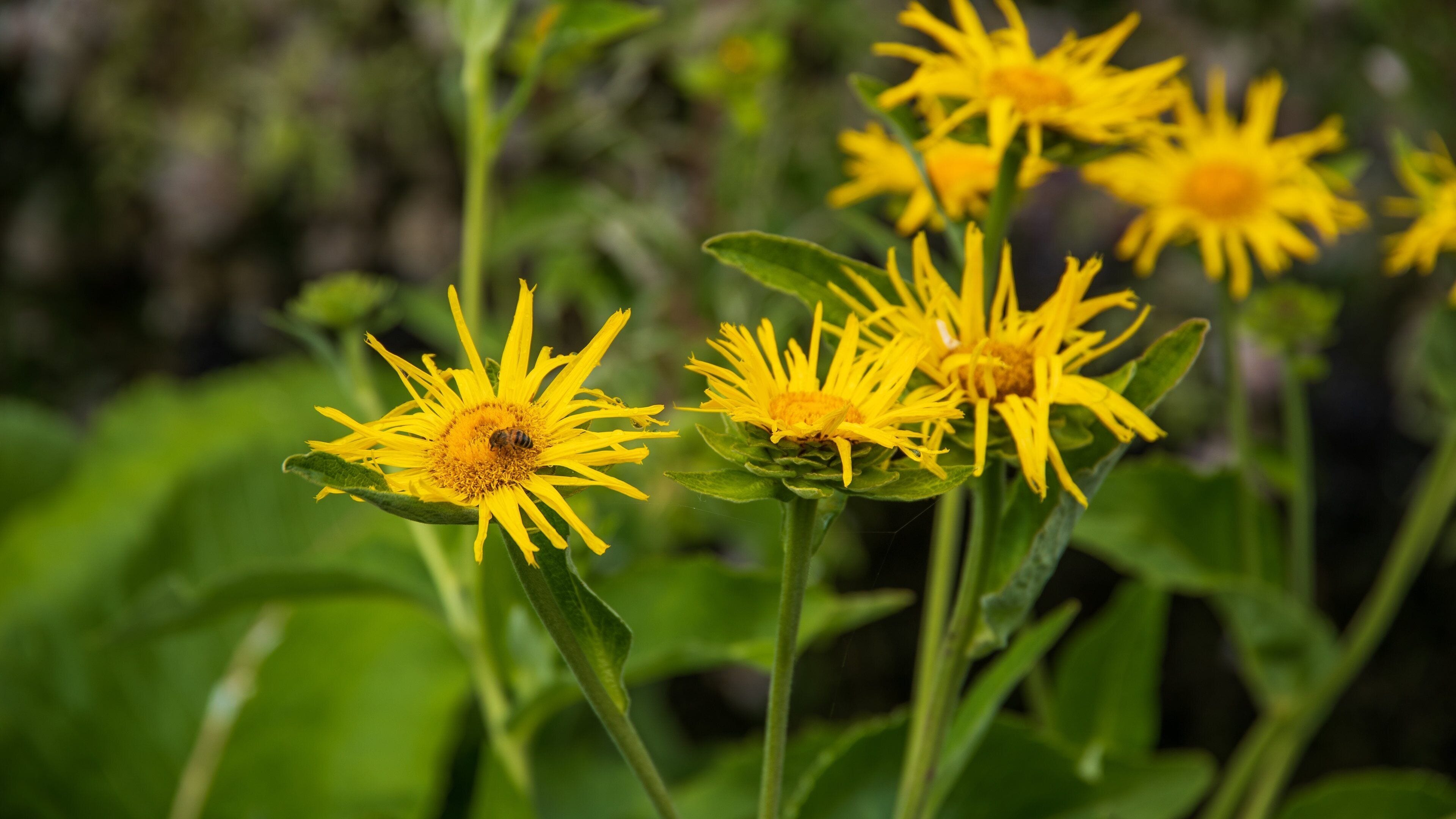 Mount Congreve Gardens featuring wildflowers