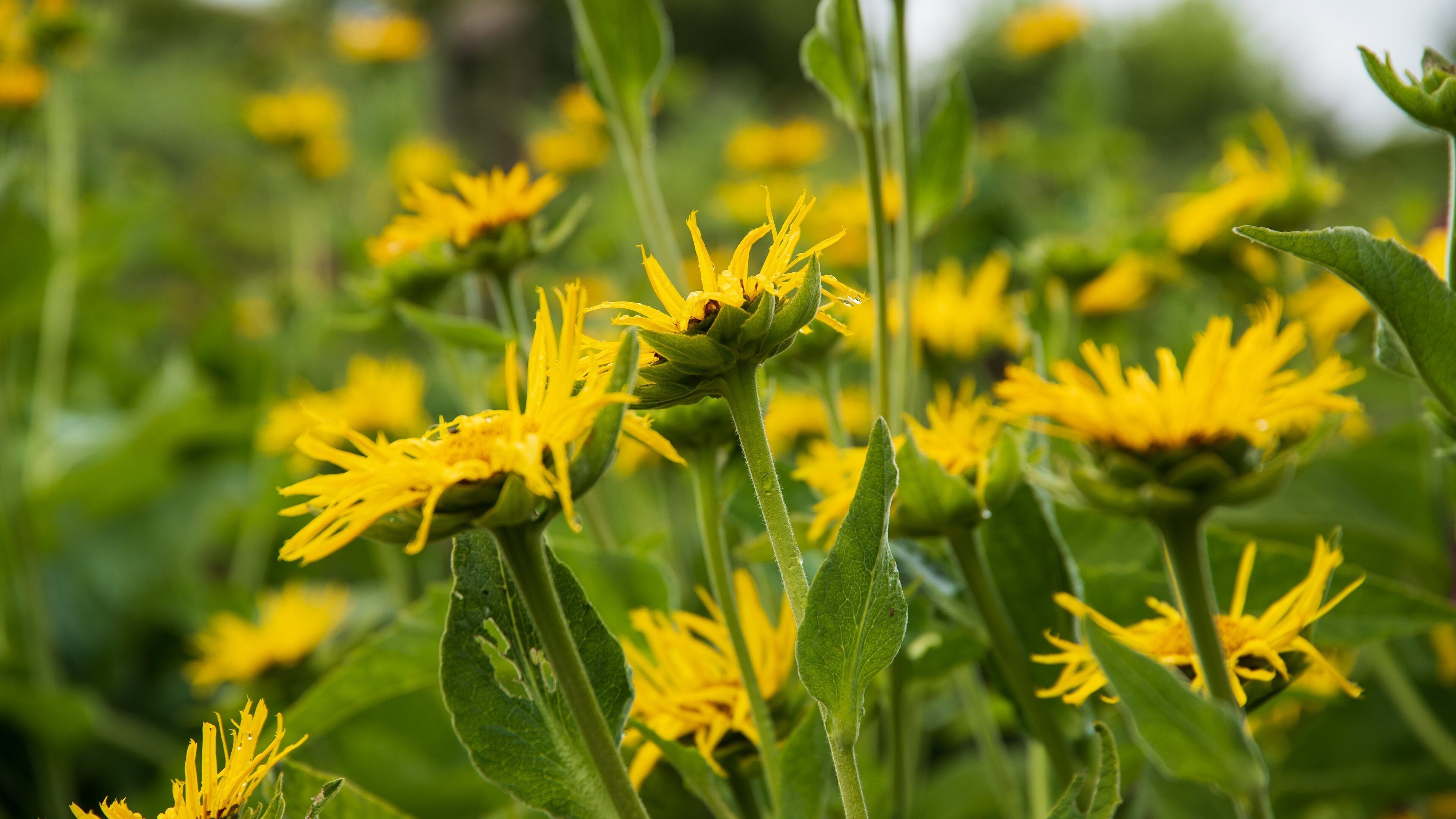 Mount Congreve Gardens showing wildflowers