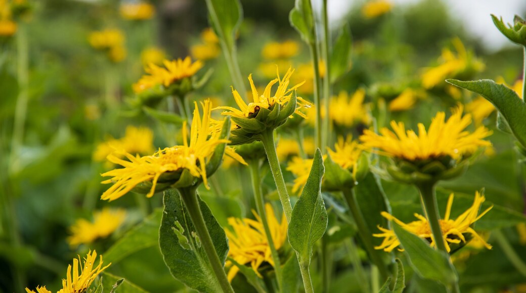 Mount Congreve Gardens showing wildflowers