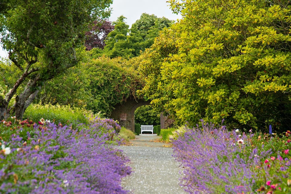 Un sendero de jardín bordeado de flores moradas y un banco blanco bajo un arco de árboles.