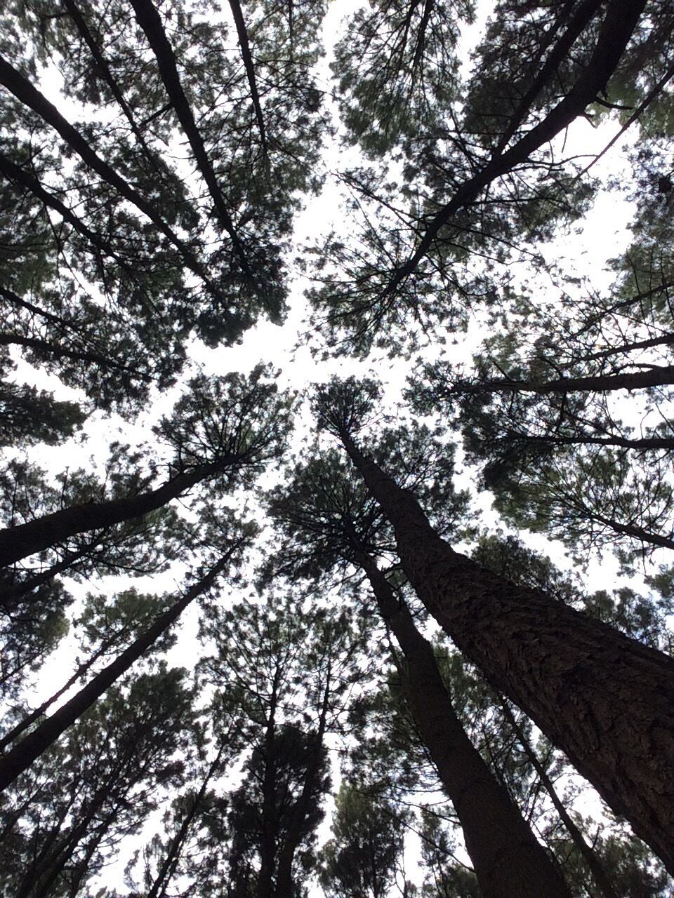 Trees love to toss and sway, they make such a happy noises - Emily Carr