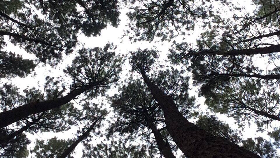 A view of tall trees with a clear sky.