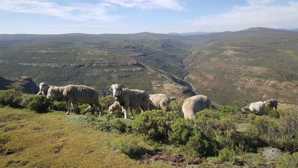 Sheeps in the mountains around Thaba-Tseka