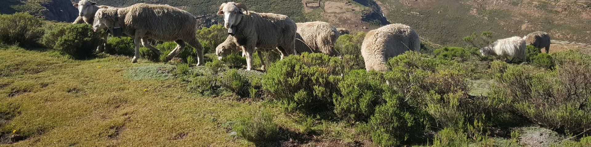 Sheeps in the mountains around Thaba-Tseka