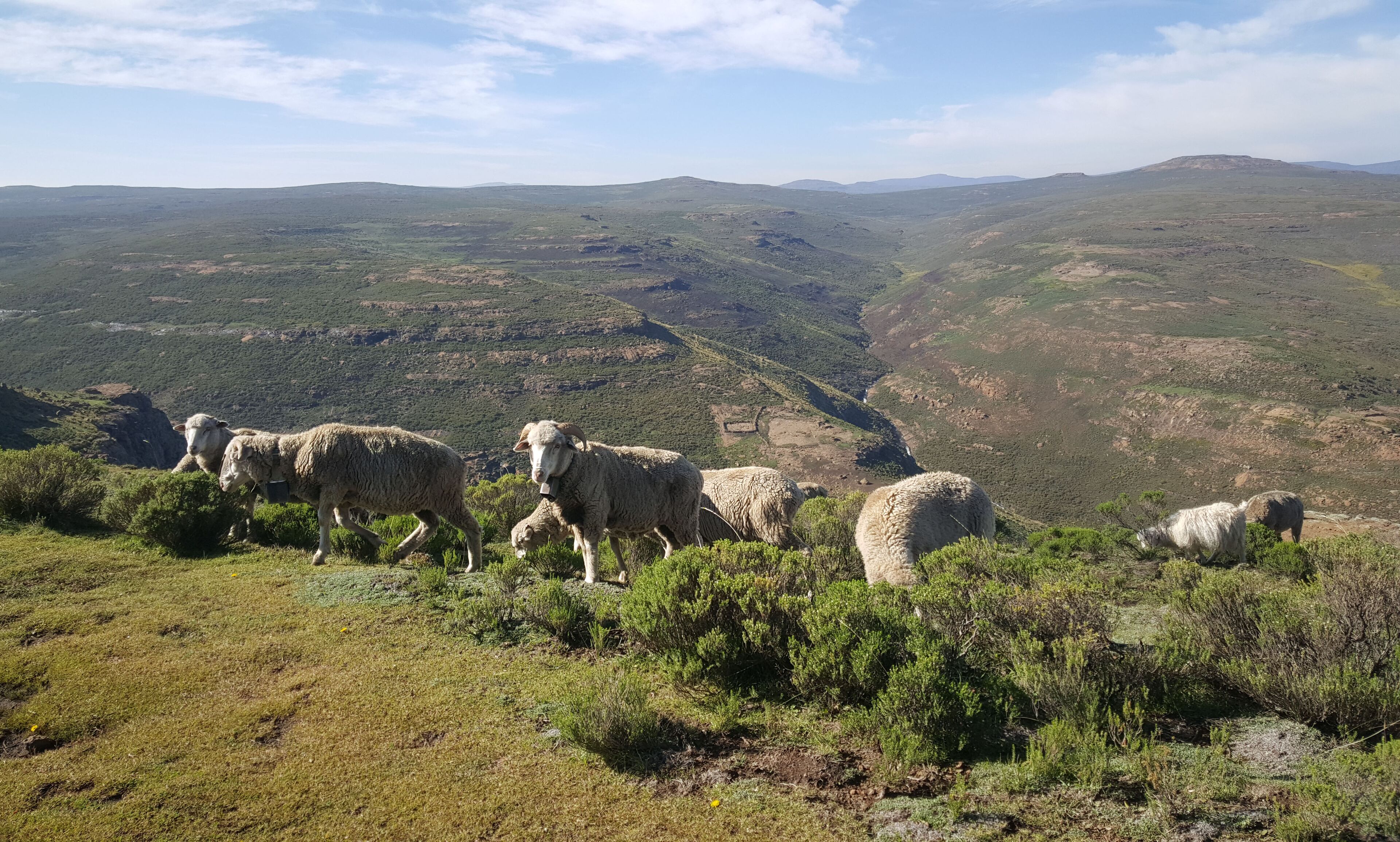 A mountainous landscape with a herd of sheep grazing.
