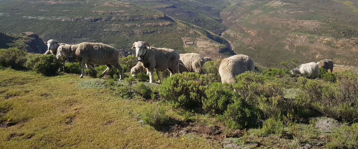 A mountainous landscape with a herd of sheep grazing.