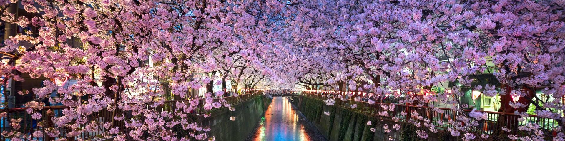 Kirschblüte bei Nacht in Nakameguro Tokio im Frühling